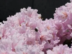 Rhododendron 'INKARHO ® - Dufthecke' Rosa -Günstiges Erd Seele Geschäft rhododendron inkarho dufthecke rosa m121076 w 5