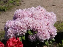 Rhododendron 'INKARHO ® - Dufthecke' Rosa -Günstiges Erd Seele Geschäft rhododendron inkarho dufthecke rosa m121076 w 7