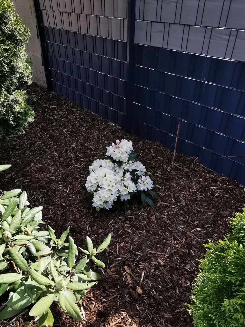 Rhododendron 'INKARHO®-Dufthecke' Weiß 15 Rhododendron 'INKARHO®-Dufthecke' Weiß – Bild 13