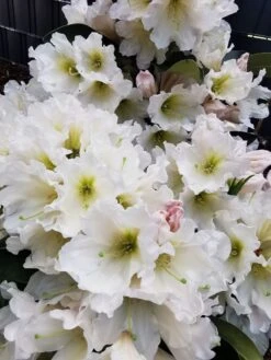 Rhododendron 'INKARHO®-Dufthecke' Weiß 27 Rhododendron 'INKARHO®-Dufthecke' Weiß -Günstiges Erd Seele Geschäft rhododendron inkarho dufthecke weiss m008947 1524419 1