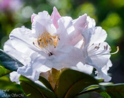 Rhododendron 'INKARHO®-Dufthecke' Weiß 29 Rhododendron 'INKARHO®-Dufthecke' Weiß -Günstiges Erd Seele Geschäft rhododendron inkarho dufthecke weiss m008947 882290 0