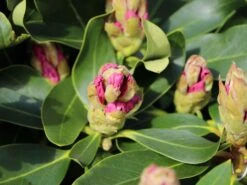 Rhododendron 'INKARHO®-Dufthecke' Weiß 23 Rhododendron 'INKARHO®-Dufthecke' Weiß -Günstiges Erd Seele Geschäft rhododendron inkarho dufthecke weiss m008947 w 0