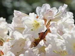 Rhododendron 'INKARHO®-Dufthecke' Weiß 25 Rhododendron 'INKARHO®-Dufthecke' Weiß -Günstiges Erd Seele Geschäft rhododendron inkarho dufthecke weiss m008947 w 2