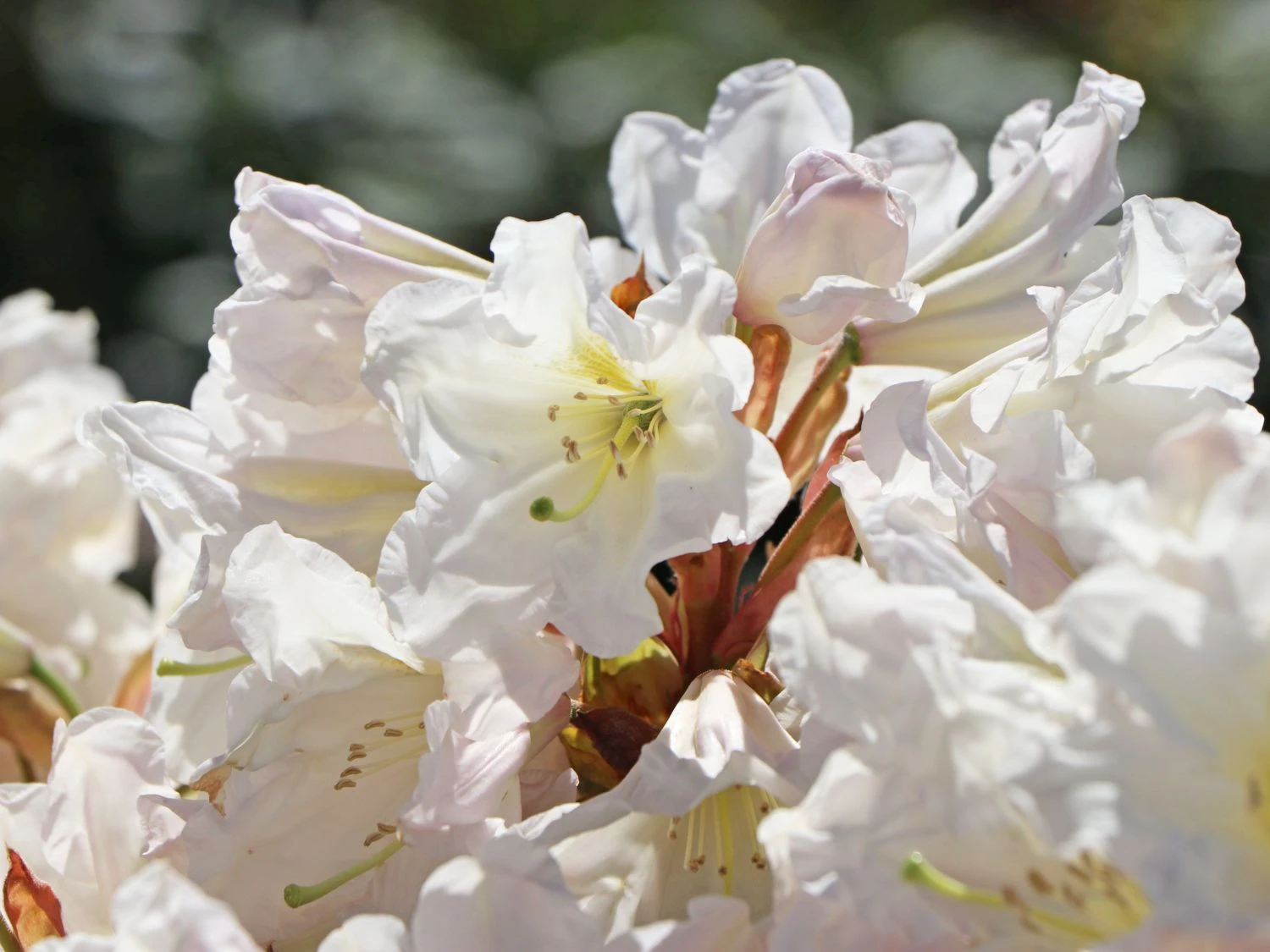 Rhododendron 'INKARHO®-Dufthecke' Weiß 12 Rhododendron 'INKARHO®-Dufthecke' Weiß – Bild 10