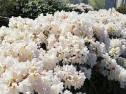 Rhododendron 'INKARHO®-Dufthecke' Weiß 21 Rhododendron 'INKARHO®-Dufthecke' Weiß -Günstiges Erd Seele Geschäft rhododendron inkarho dufthecke weiss m008947 w 4