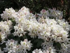 Rhododendron 'INKARHO®-Dufthecke' Weiß 22 Rhododendron 'INKARHO®-Dufthecke' Weiß -Günstiges Erd Seele Geschäft rhododendron inkarho dufthecke weiss m008947 w 5