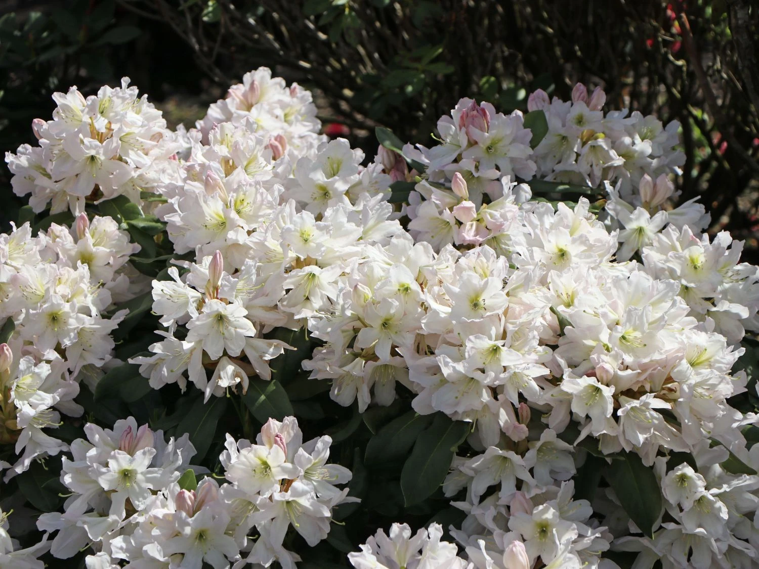 Rhododendron 'INKARHO®-Dufthecke' Weiß 9 Rhododendron 'INKARHO®-Dufthecke' Weiß – Bild 7