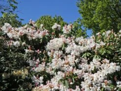 Rhododendron 'INKARHO®-Dufthecke' Weiß 24 Rhododendron 'INKARHO®-Dufthecke' Weiß -Günstiges Erd Seele Geschäft rhododendron inkarho dufthecke weiss m008947 w 6