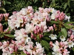 Rhododendron 'INKARHO®-Dufthecke' Weiß 19 Rhododendron 'INKARHO®-Dufthecke' Weiß -Günstiges Erd Seele Geschäft rhododendron inkarho dufthecke weiss m008947 w 7