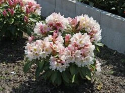 Rhododendron 'INKARHO®-Dufthecke' Weiß 17 Rhododendron 'INKARHO®-Dufthecke' Weiß -Günstiges Erd Seele Geschäft rhododendron inkarho dufthecke weiss m008947 w 8