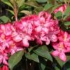 Rhododendron 'Junifeuer'