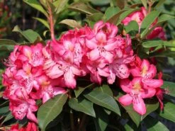Rhododendron 'Junifeuer'