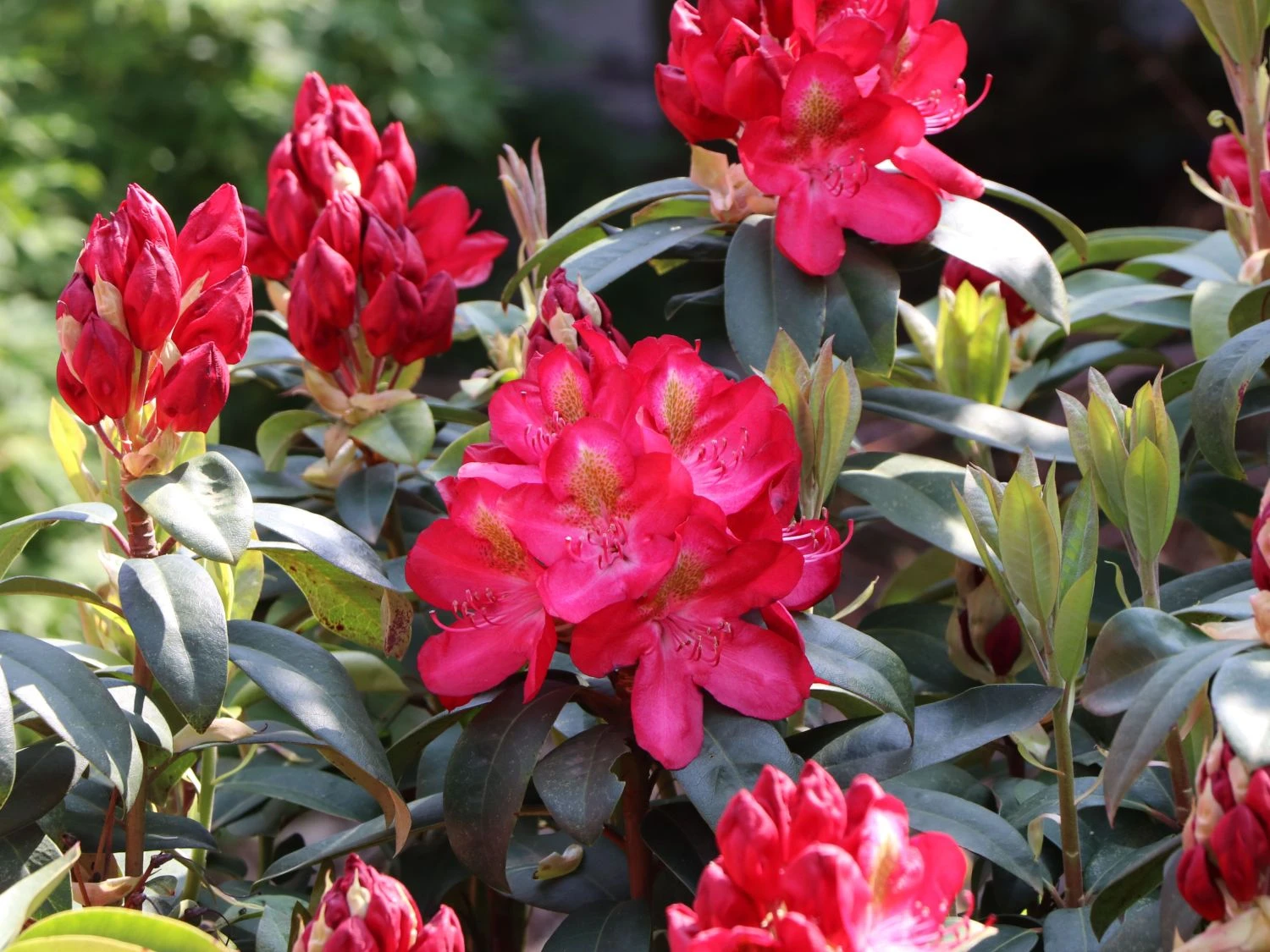 Rhododendron 'Junifeuer' 4 Rhododendron 'Junifeuer' – Bild 2