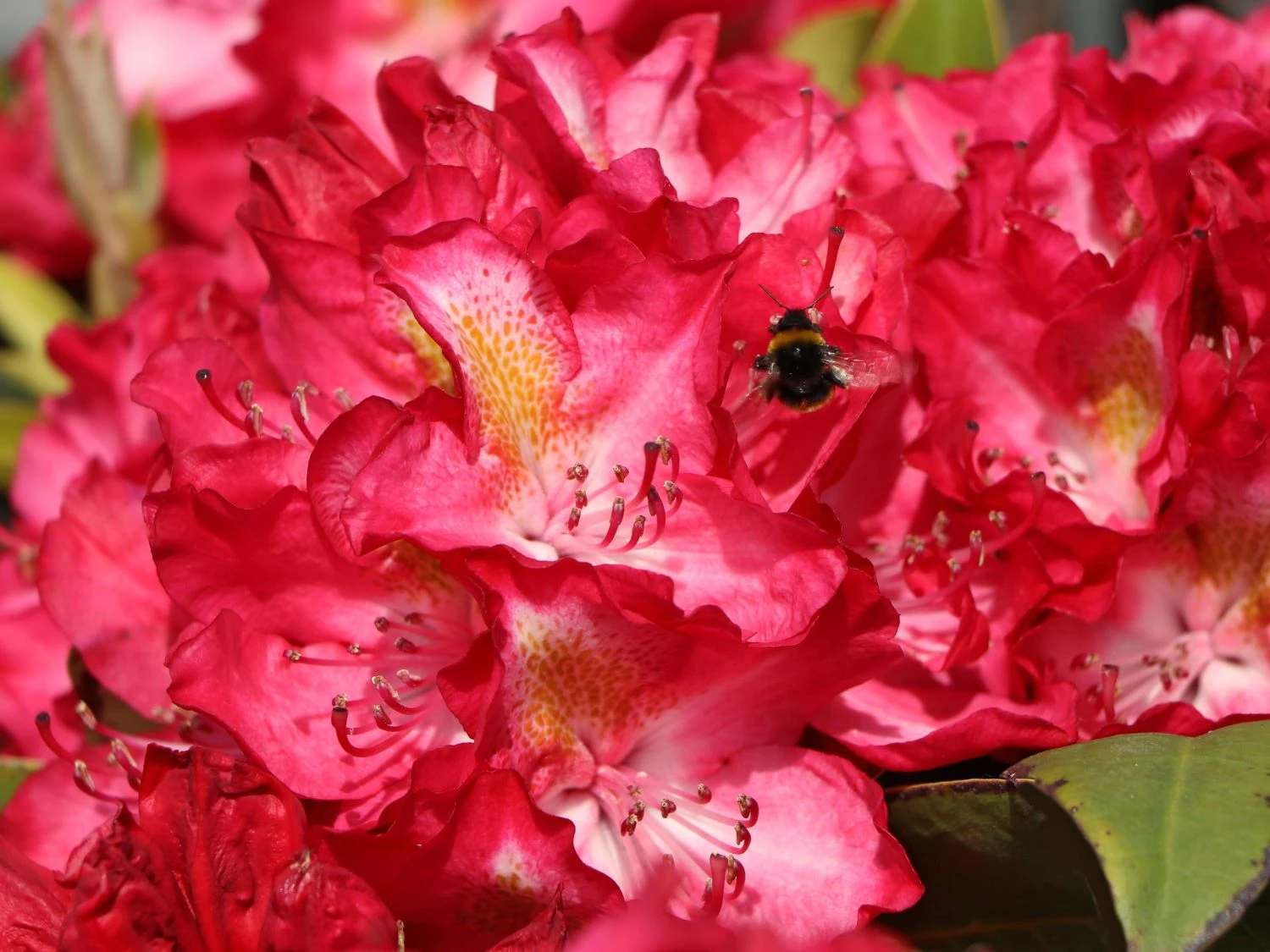 Rhododendron 'Junifeuer' 7 Rhododendron 'Junifeuer' – Bild 5