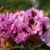 Rhododendron 'Kabarett' ®