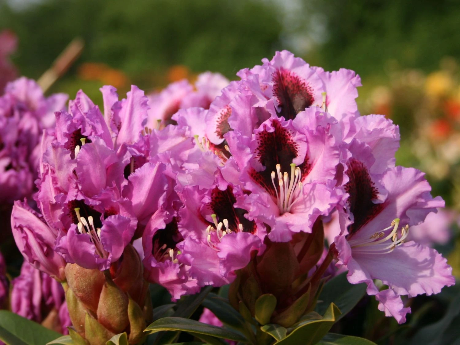 Rhododendron 'Kabarett' ® 3 Rhododendron 'Kabarett' ®