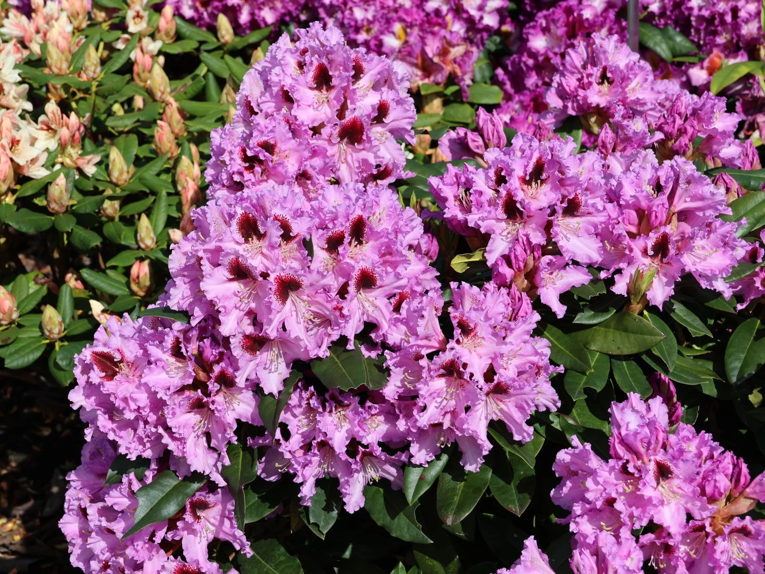 Rhododendron 'Kabarett' ® 4 Rhododendron 'Kabarett' ® – Bild 2