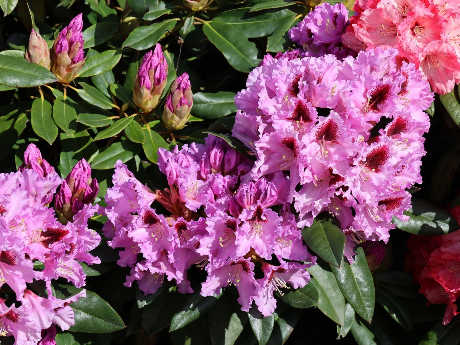 Rhododendron 'Kabarett' ® 7 Rhododendron 'Kabarett' ® – Bild 5