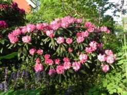 Rhododendron 'Kalinka' -Günstiges Erd Seele Geschäft rhododendron kalinka m002368 1098677 0
