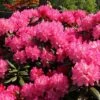 Rhododendron 'Kalinka' -Günstiges Erd Seele Geschäft rhododendron kalinka m002368 h 0
