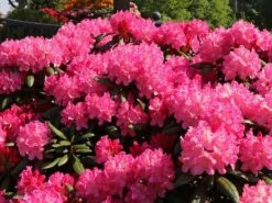 Günstiges Erd Seele Geschäft 12 Rhododendron 'Kalinka'