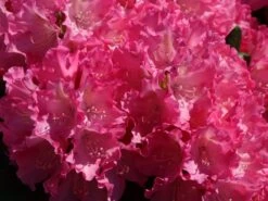 Rhododendron 'Kalinka' -Günstiges Erd Seele Geschäft rhododendron kalinka m002368 w 0
