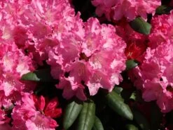 Rhododendron 'Kalinka' -Günstiges Erd Seele Geschäft rhododendron kalinka m002368 w 1