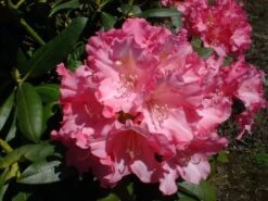 Rhododendron 'Kalinka' -Günstiges Erd Seele Geschäft rhododendron kalinka m002368 w 2