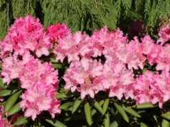 Rhododendron 'Kalinka' -Günstiges Erd Seele Geschäft rhododendron kalinka m002368 w 3