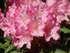 Rhododendron 'Kalinka' -Günstiges Erd Seele Geschäft rhododendron kalinka m002368 w 4