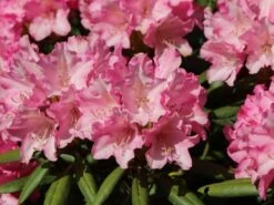 Rhododendron 'Kalinka' -Günstiges Erd Seele Geschäft rhododendron kalinka m002368 w 5