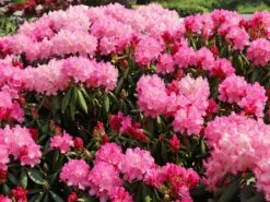 Rhododendron 'Kalinka' -Günstiges Erd Seele Geschäft rhododendron kalinka m002368 w 6