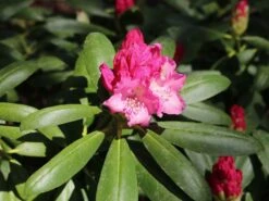Rhododendron 'Kalinka' -Günstiges Erd Seele Geschäft rhododendron kalinka m002368 w 7