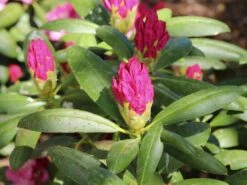 Rhododendron 'Kalinka' -Günstiges Erd Seele Geschäft rhododendron kalinka m002368 w 8