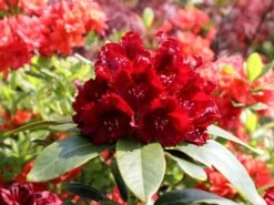 Rhododendron 'Karl Naue'