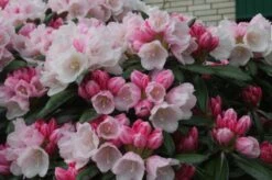 Rhododendron 'Koichiro Wada' / 'FCC' -Günstiges Erd Seele Geschäft rhododendron koichiro wada fcc m003978 676001 0