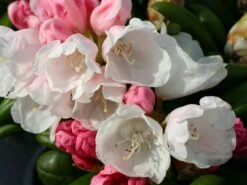 Rhododendron 'Koichiro Wada' / 'FCC' -Günstiges Erd Seele Geschäft rhododendron koichiro wada fcc m003978 w 0