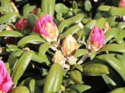 Rhododendron 'Koichiro Wada' / 'FCC' -Günstiges Erd Seele Geschäft rhododendron koichiro wada fcc m003978 w 1