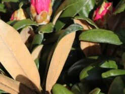 Rhododendron 'Koichiro Wada' / 'FCC' -Günstiges Erd Seele Geschäft rhododendron koichiro wada fcc m003978 w 2