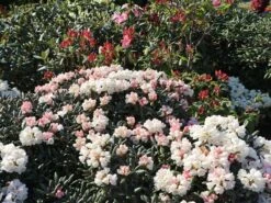 Rhododendron 'Koichiro Wada' / 'FCC' -Günstiges Erd Seele Geschäft rhododendron koichiro wada fcc m003978 w 3