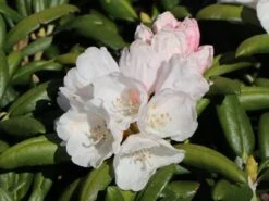 Rhododendron 'Koichiro Wada' / 'FCC' -Günstiges Erd Seele Geschäft rhododendron koichiro wada fcc m003978 w 4