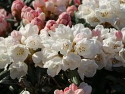 Rhododendron 'Koichiro Wada' / 'FCC' -Günstiges Erd Seele Geschäft rhododendron koichiro wada fcc m003978 w 5