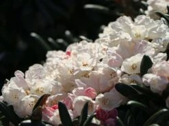 Rhododendron 'Koichiro Wada' / 'FCC' -Günstiges Erd Seele Geschäft rhododendron koichiro wada fcc m003978 w 6