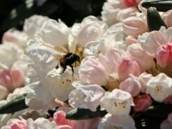 Rhododendron 'Koichiro Wada' / 'FCC' -Günstiges Erd Seele Geschäft rhododendron koichiro wada fcc m003978 w 7