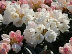 Rhododendron 'Koichiro Wada' / 'FCC' -Günstiges Erd Seele Geschäft rhododendron koichiro wada fcc m003978 w 8