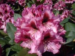 Rhododendron 'Kokardia' ® -Günstiges Erd Seele Geschäft rhododendron kokardia m002338 w 1