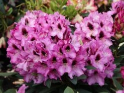 Rhododendron 'Kokardia' ® -Günstiges Erd Seele Geschäft rhododendron kokardia m002338 w 2