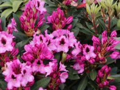 Rhododendron 'Kokardia' ® -Günstiges Erd Seele Geschäft rhododendron kokardia m002338 w 3