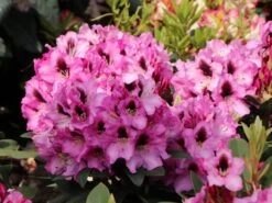 Rhododendron 'Kokardia' ® -Günstiges Erd Seele Geschäft rhododendron kokardia m002338 w 4