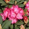 Rhododendron 'Kokette' -Günstiges Erd Seele Geschäft rhododendron kokette m080572 h 0